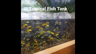 Tropical Fish #fish #fyp #shorts #shortsfeed #animals