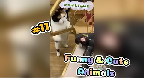 Hold your LAUGH😂😂 BEST FUNNIST CATS Compilation #11