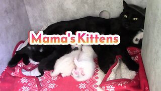 Mama Cats Kittens Are 1 Week old! 😻