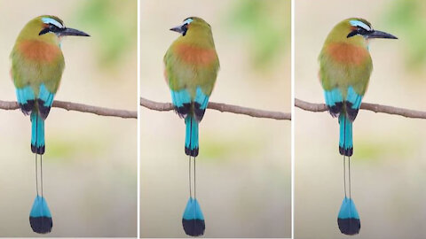 Beautiful Birds | Can You Name this Bird | Beautiful Bird 1