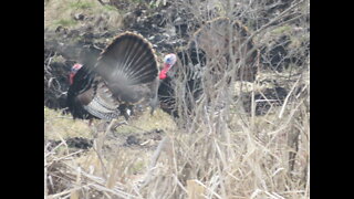 Wild Turkey Puffs Up_As Seen in Brush