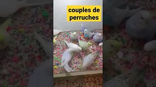 couples de perruches