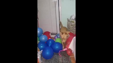 Brave Pooch Overcomes Difficult Balloon Obstacle