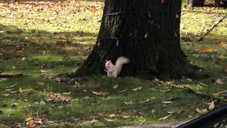 Rare albino squirrel finds and hides acorns