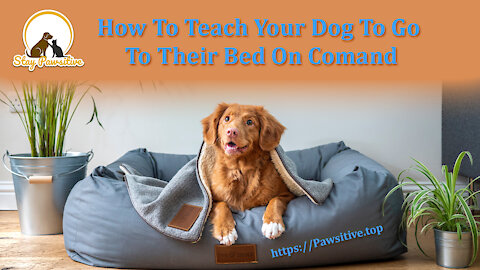 How To Teach Your Dog To Go To Their Bed On Command - The easiest dog training process