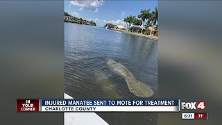 Injured manatee rescued by officials in Charlotte County