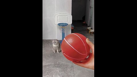 Katze spielt badminton #viral