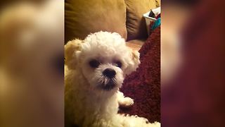 Funny Dog Whines And Barks Out Of Jealousy