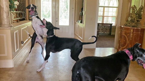 Funny Great Dane Twin Pups Think They Can Dance