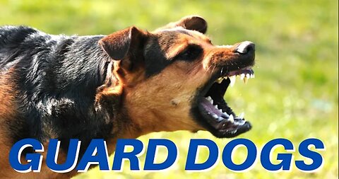 DOGS BARKING Angry Dogs Real Guard Dogs Defending You