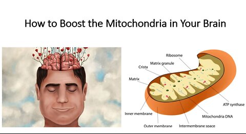 How to boost your Mitochondria, Physical Fitness, Energy & Brain Power