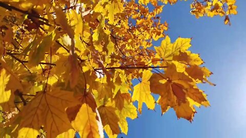 Autumn colors part 2 / Краски осени / Листопад 2022 #Nashvi #autumn #краскиосени