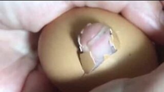 Mom fools kids with hilarious fake chick birth