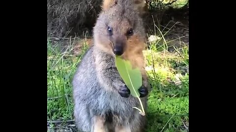 Cute funny Quokka -128