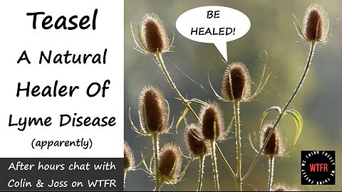 Teasel - A Natural Treatment for Lyme Disease (apparently), (allegedly), (rumour has it)...