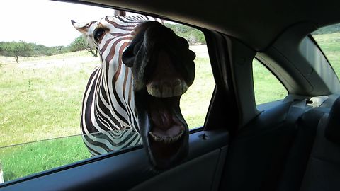 Happy Zebra Is Waiting for Food