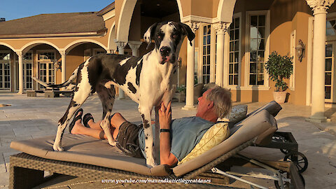 Great Dane Is Determined To Share Patio Lounger With His Owner
