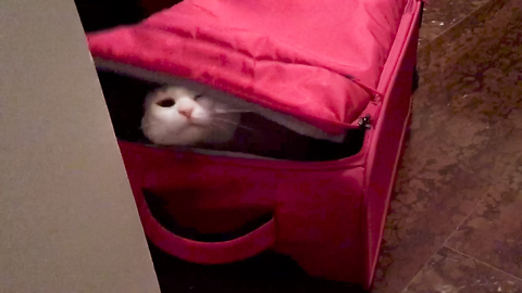 Cat wants longer vacation, hides in suitcase