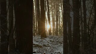 Snow forest sunset in winter #shorts