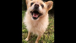 Ecstatic pup literally goes crazy for walk time