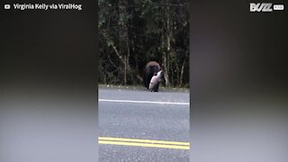 Urso atravessa a rua com salmão na boca 1