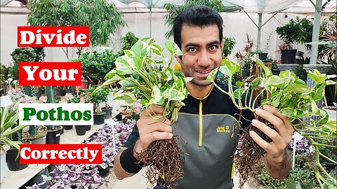 Dividing Pothos Plant | How to divide a Pothos (Devil's ivy) plant?