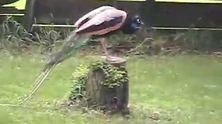 Peacocks Losing Tail Feathers #37