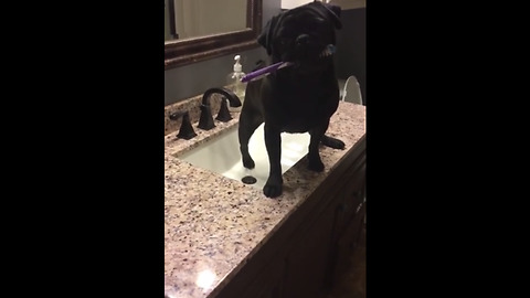 Sneaky pup caught red-handed stealing toothbrush