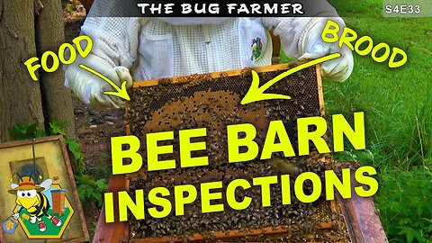 Inspection The Bee Barns | Preparing for DEARTH #beekeeping #dearth #bees