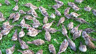Once More, House Sparrow Mayhem on Green Grass, with 'Mostest' Sparrows and Grass