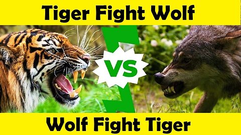 Tiger Fight Wolf. Tiger Attack Wolf. (Tutorial Video)