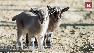 Goat facts | Rare Animals