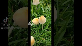 🍄 the Mushrooms are growing #shorts