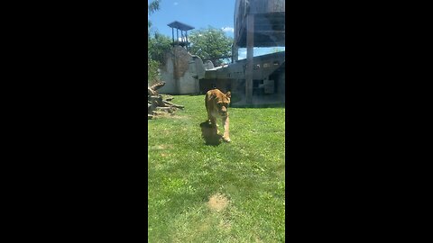 Lioness 🦁 at the zoo