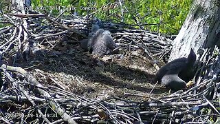 Hays Eagles H19 (24 days) tracks and eats a fly! 04-19-2023 13:49