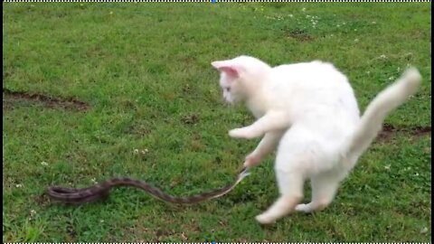 Cat v/s Snake Fait