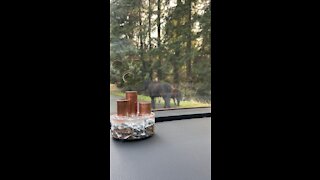 Miniature pony sighting in Woodinville, Washington