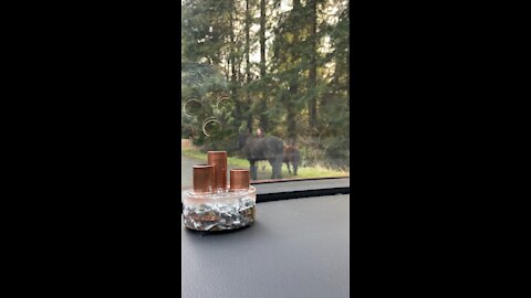 Miniature pony sighting in Woodinville, Washington