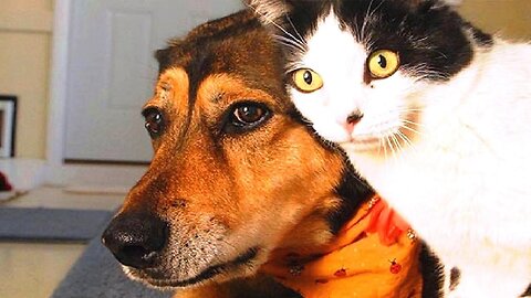 funny animal😽cute cat and dog‼️one minute