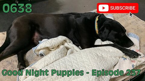 [0638] GOOD NIGHT PUPPIES - 237 [#dogs #doggos #doggies #puppies #dogdaycare]
