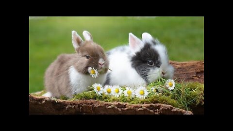 Cute Rabbits Funny Video with Nature Music #Latest Video Full HD