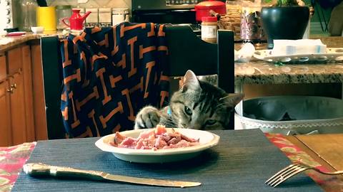 Cautious Cat Takes His Sweet Time Stealing Food On Table