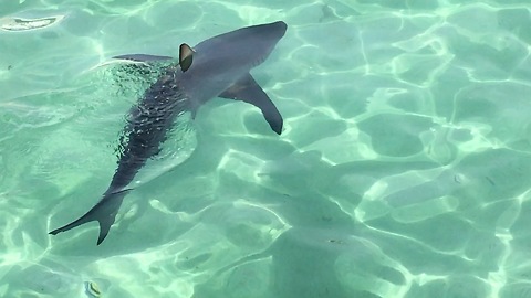 Reef shark swims close to check out snorkelers at resort