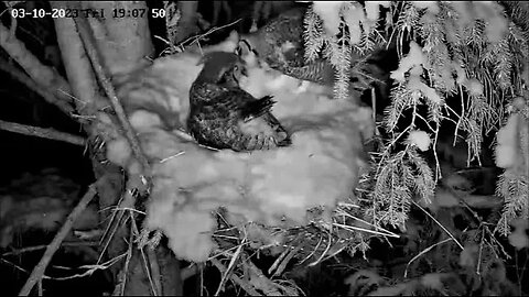 Albert Arrives With Ellie's Dinner 🦉 03/10/23 19:07