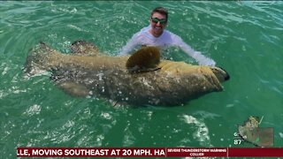 FWC approves initial proposal for harvesting Goliath Grouper