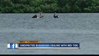 Businesses cutting staff hours due to red tide outbreak