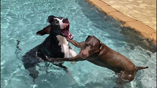 Funny Great Dane Shows Pointer Dog Her Shark Week Jaws Impression