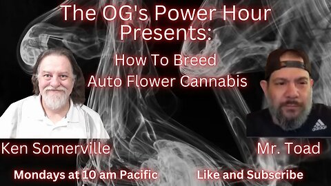 How To Breed Auto Flower Cannabis