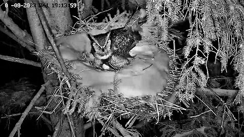 Proud Papa Tends to Eggs 🥚🥚 03/08/23 19:06