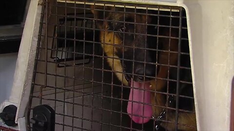 St. Lucie County deputies investigating 'severe case' of animal abuse in suburban Fort Pierce